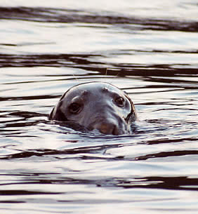 Seal, Gairloch